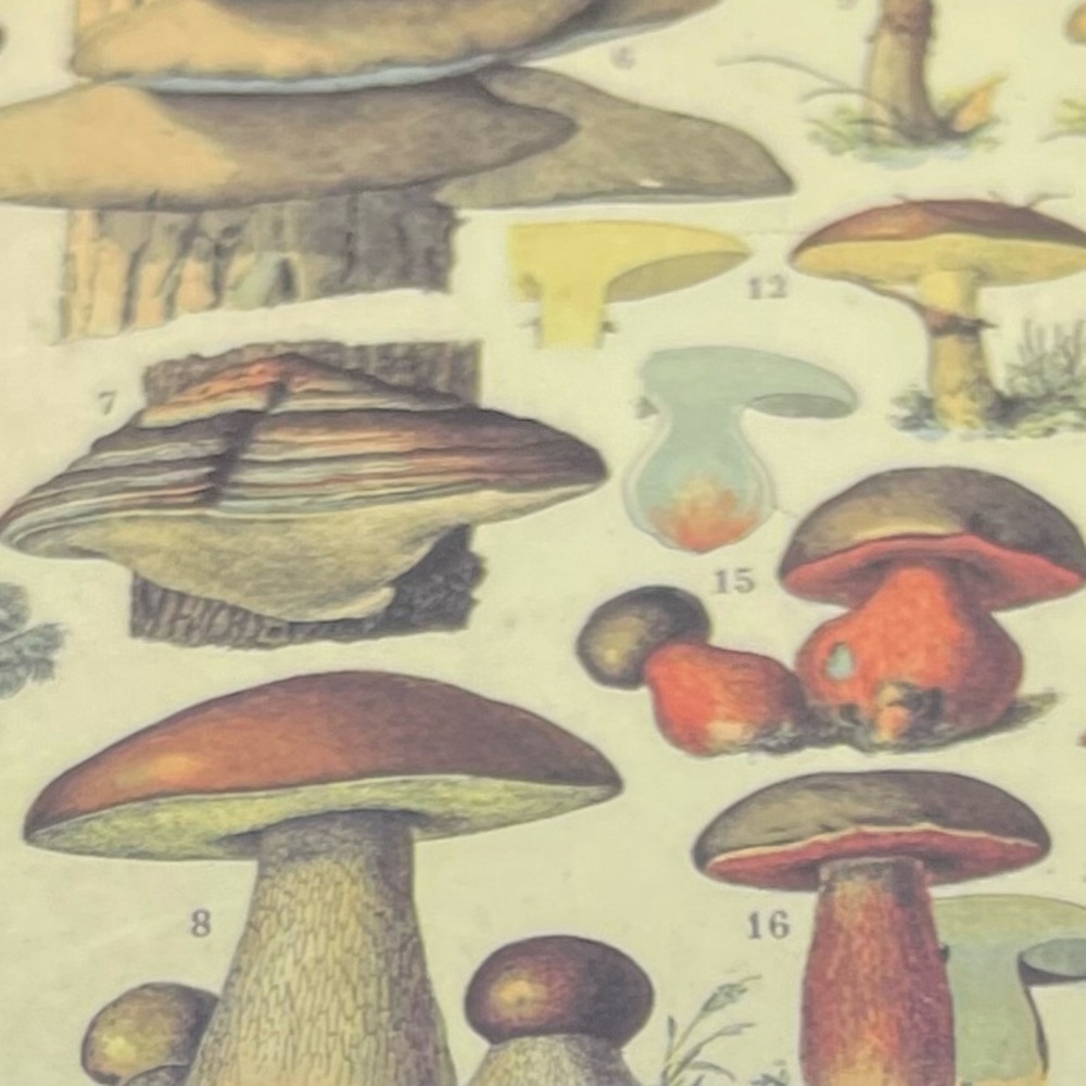 Mushroom Illustrated Ruled Paper Notebook - Picture 4 of 4